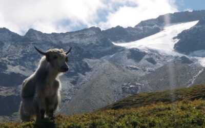 Ausflug zu den Yaks in Andermatt – 25 August